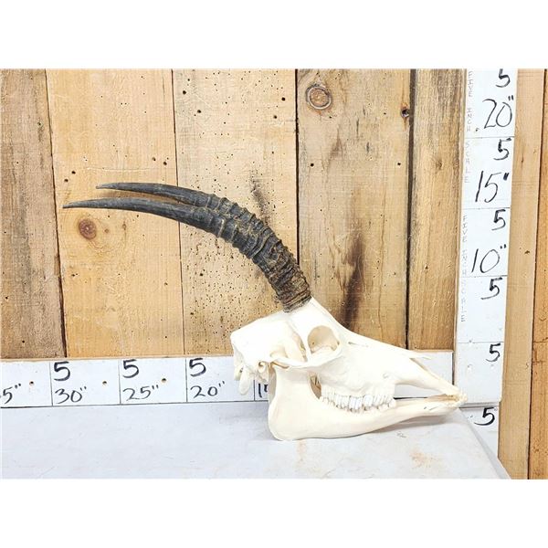 African Roan Antelope Skull Taxidermy