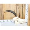 Image 1 : African Roan Antelope Skull Taxidermy