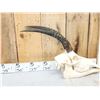 Image 2 : African Roan Antelope Skull Taxidermy