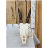 Image 3 : African Roan Antelope Skull Taxidermy