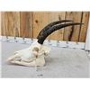 Image 4 : African Roan Antelope Skull Taxidermy