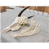 Image 5 : African Roan Antelope Skull Taxidermy