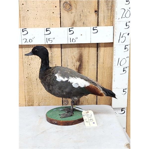 Paradise Shelduck Full Body Taxidermy Mount