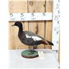 Image 1 : Paradise Shelduck Full Body Taxidermy Mount
