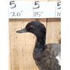 Image 2 : Paradise Shelduck Full Body Taxidermy Mount