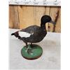 Image 4 : Paradise Shelduck Full Body Taxidermy Mount