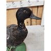 Image 5 : Paradise Shelduck Full Body Taxidermy Mount