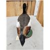 Image 6 : Paradise Shelduck Full Body Taxidermy Mount