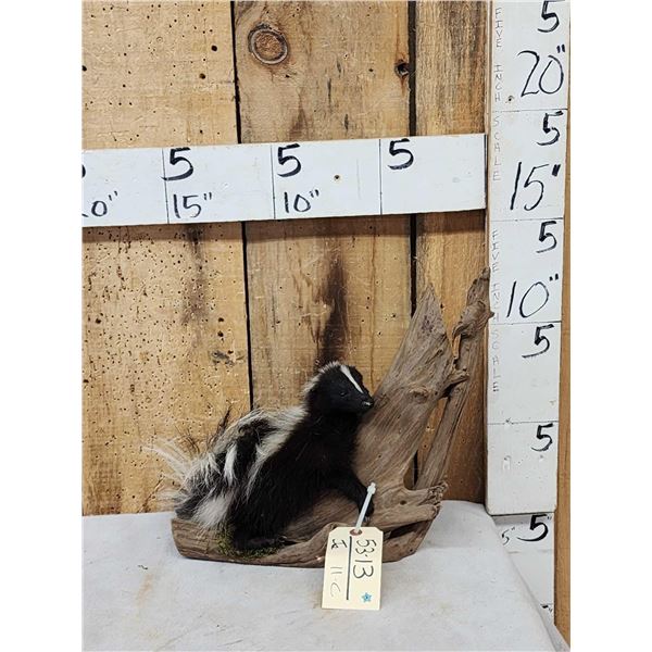 Baby Skunk Full Body Taxidermy Mount