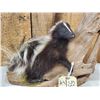 Image 2 : Baby Skunk Full Body Taxidermy Mount
