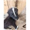 Image 3 : Baby Skunk Full Body Taxidermy Mount