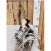 Image 4 : Baby Skunk Full Body Taxidermy Mount