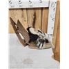 Image 5 : Baby Skunk Full Body Taxidermy Mount