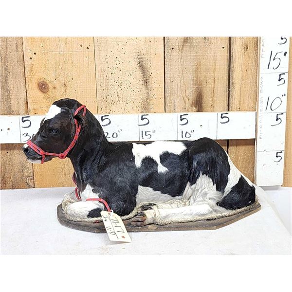 Holstein Calf Full Body Taxidermy Mount