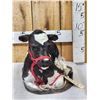 Image 3 : Holstein Calf Full Body Taxidermy Mount