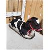 Image 4 : Holstein Calf Full Body Taxidermy Mount