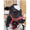 Image 5 : Holstein Calf Full Body Taxidermy Mount