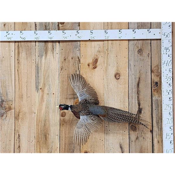 Ringneck Pheasant In Flight Bird Taxidermy