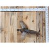 Image 1 : Ringneck Pheasant In Flight Bird Taxidermy