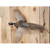 Image 2 : Ringneck Pheasant In Flight Bird Taxidermy