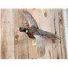Image 3 : Ringneck Pheasant In Flight Bird Taxidermy