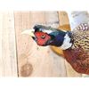 Image 4 : Ringneck Pheasant In Flight Bird Taxidermy