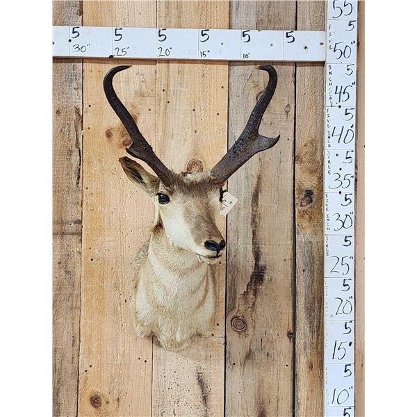 Pronghorn Antelope Shoulder Mount Taxidermy