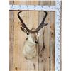 Image 1 : Pronghorn Antelope Shoulder Mount Taxidermy
