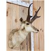 Image 2 : Pronghorn Antelope Shoulder Mount Taxidermy