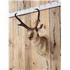 Image 3 : Pronghorn Antelope Shoulder Mount Taxidermy