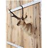 Image 4 : Pronghorn Antelope Shoulder Mount Taxidermy