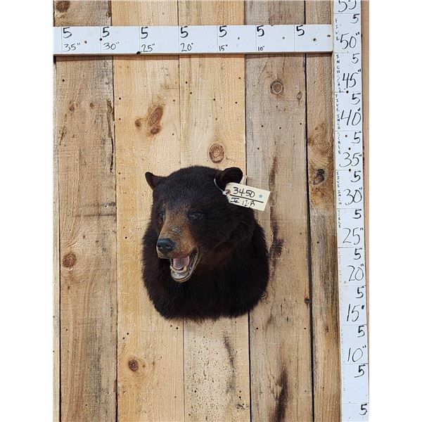 Black Bear Shoulder Mount Taxidermy