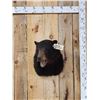 Image 1 : Black Bear Shoulder Mount Taxidermy