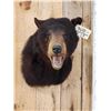 Image 2 : Black Bear Shoulder Mount Taxidermy