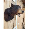 Image 3 : Black Bear Shoulder Mount Taxidermy