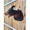 Image 4 : Black Bear Shoulder Mount Taxidermy