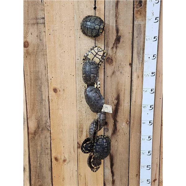 Group Of 10 Red Eared Slider Turtle Shells Taxidermy