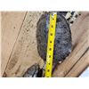 Image 2 : Group Of 10 Red Eared Slider Turtle Shells Taxidermy