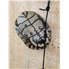 Image 5 : Group Of 10 Red Eared Slider Turtle Shells Taxidermy