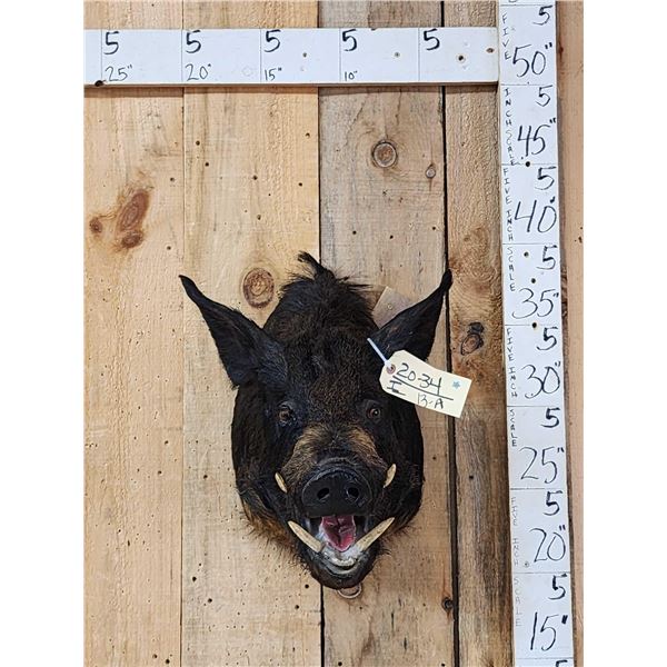 Wild Boar Hog Shoulder Mount Taxidermy
