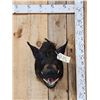 Image 1 : Wild Boar Hog Shoulder Mount Taxidermy