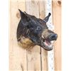 Image 2 : Wild Boar Hog Shoulder Mount Taxidermy