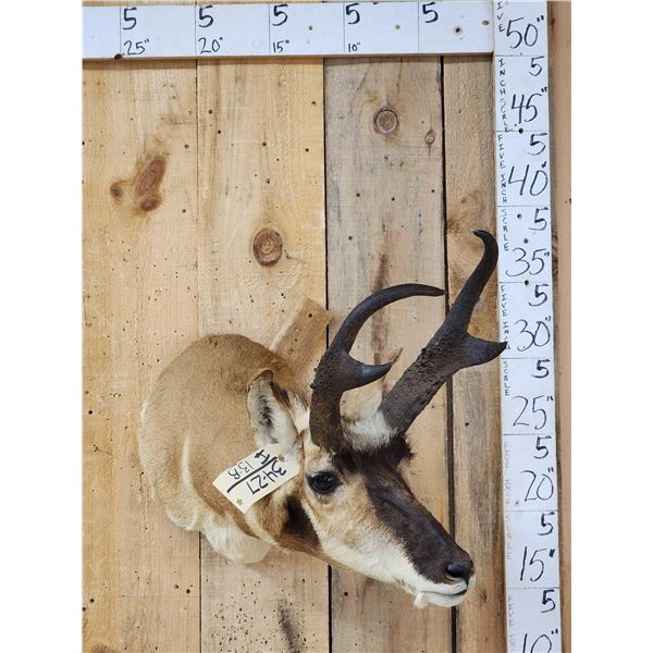Pronghorn Antelope Shoulder Mount Taxidermy