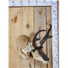 Image 1 : Pronghorn Antelope Shoulder Mount Taxidermy