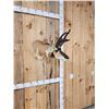Image 2 : Pronghorn Antelope Shoulder Mount Taxidermy