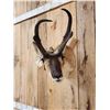 Image 3 : Pronghorn Antelope Shoulder Mount Taxidermy