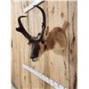 Image 4 : Pronghorn Antelope Shoulder Mount Taxidermy
