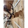 Image 5 : Pronghorn Antelope Shoulder Mount Taxidermy