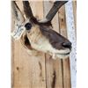 Image 6 : Pronghorn Antelope Shoulder Mount Taxidermy