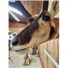 Image 7 : Pronghorn Antelope Shoulder Mount Taxidermy